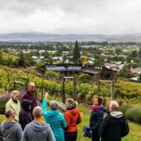Clyde Village Vineyard wine tour | Lachlan Gardiner