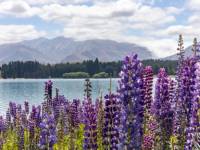 Lupins overlooking Lake Tekapo |  Izzi Barton