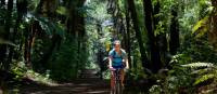 Cycling through the native New Zealand bush | Legend Photography