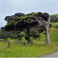Southland prevailing wind! | Annie Lowerson