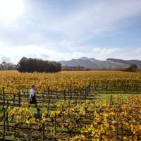 Enjoy exploring the wineries in Hawkes Bay | Matt Crawford