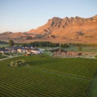 Wild expanses of vineyards can be seen as we cycle through the region of Havelock North | Graeme Murray