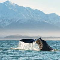 The huge tail of the Giant Sperm Whale at Kaikoura