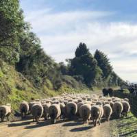 high country farming | Brett Leyden