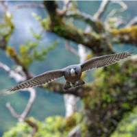 A hawk takes flight in Fiordland | Steve Bradley