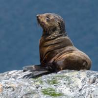 A young New Zealand Fur Seal | K Riedel